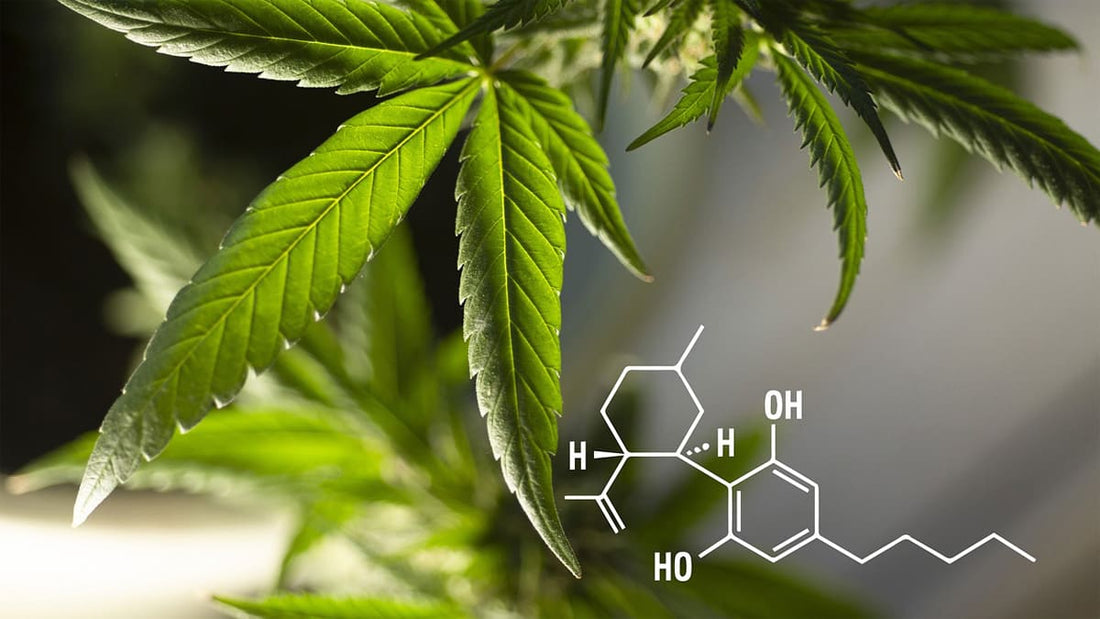 Chemische Strukturen von CBD und THC im Vergleich